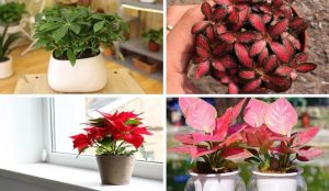 6 Quy Tắc Vàng Chọn Trang Sức Phong Thủy Cho Người Mệnh Hỏa 7 Cây Phù Hợp Cho Người Mệnh Hỏa