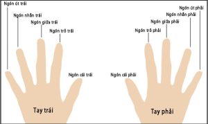 Cách gọi tên để hiểu ý nghĩa đeo nhẫn các ngón tay