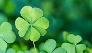 Khái niệm cỏ 4 lá